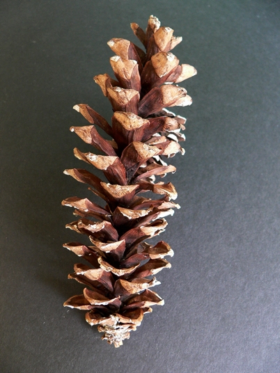 {Pinus strobus}